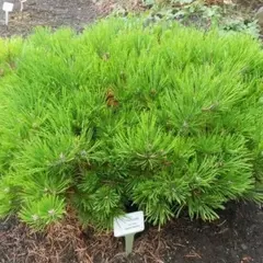 Сосна густоцветковая Лоу Глоу
