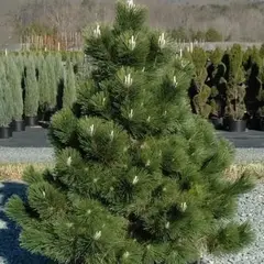 Сосна Тунберга Тандерхед