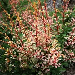 Барбарис тунберга Наташа