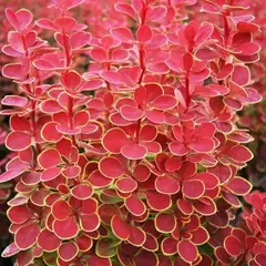 Барбарис тунберга Оранж Санрайз