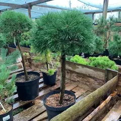 Сосна горная Мопс на штамбе