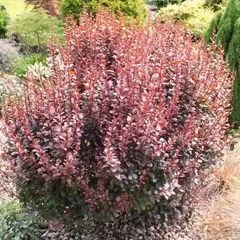 Барбарис тунберга Дарт'с Ред Леди