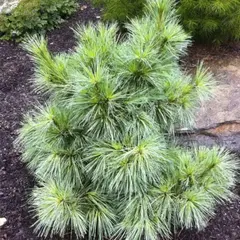 Сосна шверина Витхорст