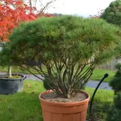 Сосна густоцветковая Тамойошо Компакта