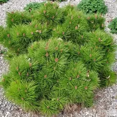 Сосна черная Бамбино