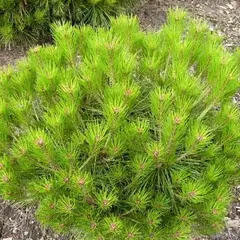 Сосна густоцветковая Алиса Веркаде