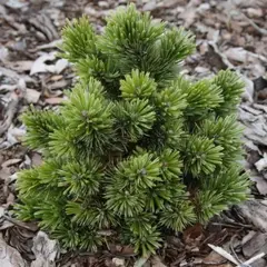 Сосна остистая / аристата Шервуд Компакт