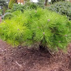 Сосна густоцветковая Жан Клаус