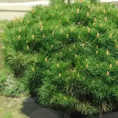 Сосна черная Бенелюкс на штамбе