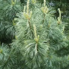 Сосна кедровая Сильверей