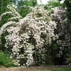 Вейгела цветущая Кандида