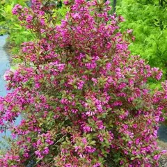 Вейгела цветущая Виктория