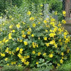 Зверобой Раскидистый Хидкот