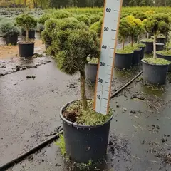 Сосна горная Клостерган на штамбе