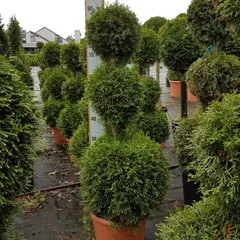 Туя западная Смарагд бонсай 3 Болл