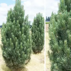 Сосна черная Фастигиата