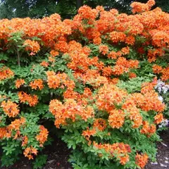 Азалия Голден Игл