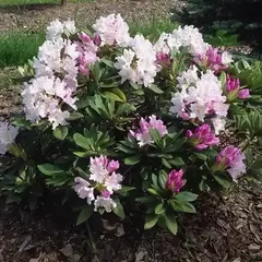 Рододендрон Дочь Похьёлы