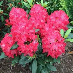 Рододендрон Владислав Ягелло