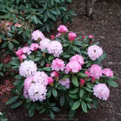 Рододендрон Владислав Локетек