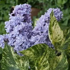 Сирень обыкновенная Аукубофолиа