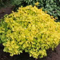 Барбарис тунберга Голдалита