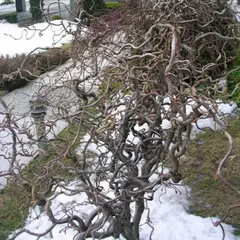 Лещина (Орешник) обыкновенная Конторта