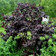 Лещина (Орешник) обыкновенная Ред Маджестик