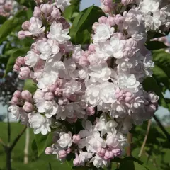 Сирень обыкновенная Красавица Москвы