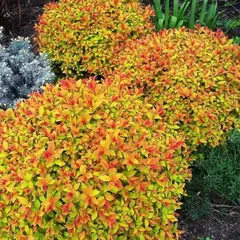 Спирея японская Голдфлейм