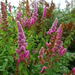 Спирея Билларда