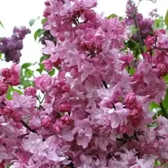 Сирень обыкновенная Олимпиада Колесникова