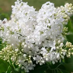 Сирень обыкновенная Маленький принц