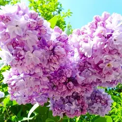 Сирень обыкновенная Русская песня