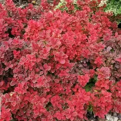 Барбарис тунберга Руби Стар