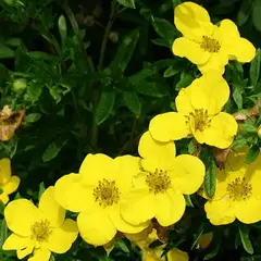 Лапчатка кустарниковая Хахманс Гигант