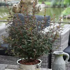 Пузыреплодник калинолистный Литтл Джокер