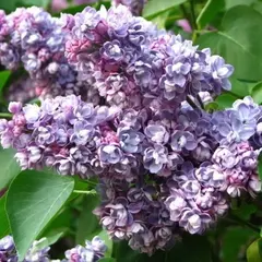 Сирень обыкновенная Ами Шотт