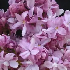 Сирень обыкновенная Богдан Хмельницкий