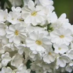 Сирень обыкновенная Рочестер