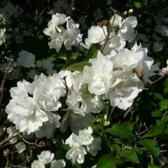 Чубушник Букет Бланк