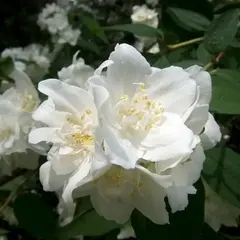 Чубушник Дам Бланш