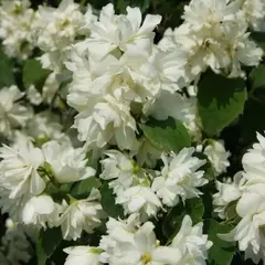 Чубушник Шнеештурм