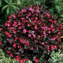 Вейгела цветущая Минор Блэк