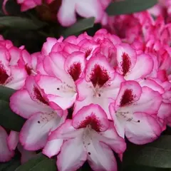 Рододендрон Хахманс Шарман