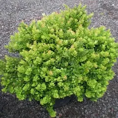 Барбарис тунберга Москато БейлАнна