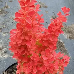 Барбарис тунберга Оранж Айс