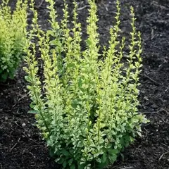 Барбарис тунберга Сильвер Пилар