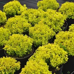 Барбарис тунберга Спешиал Голд