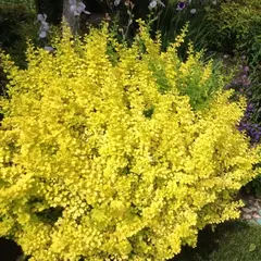 Барбарис тунберга Еллоу Бирд